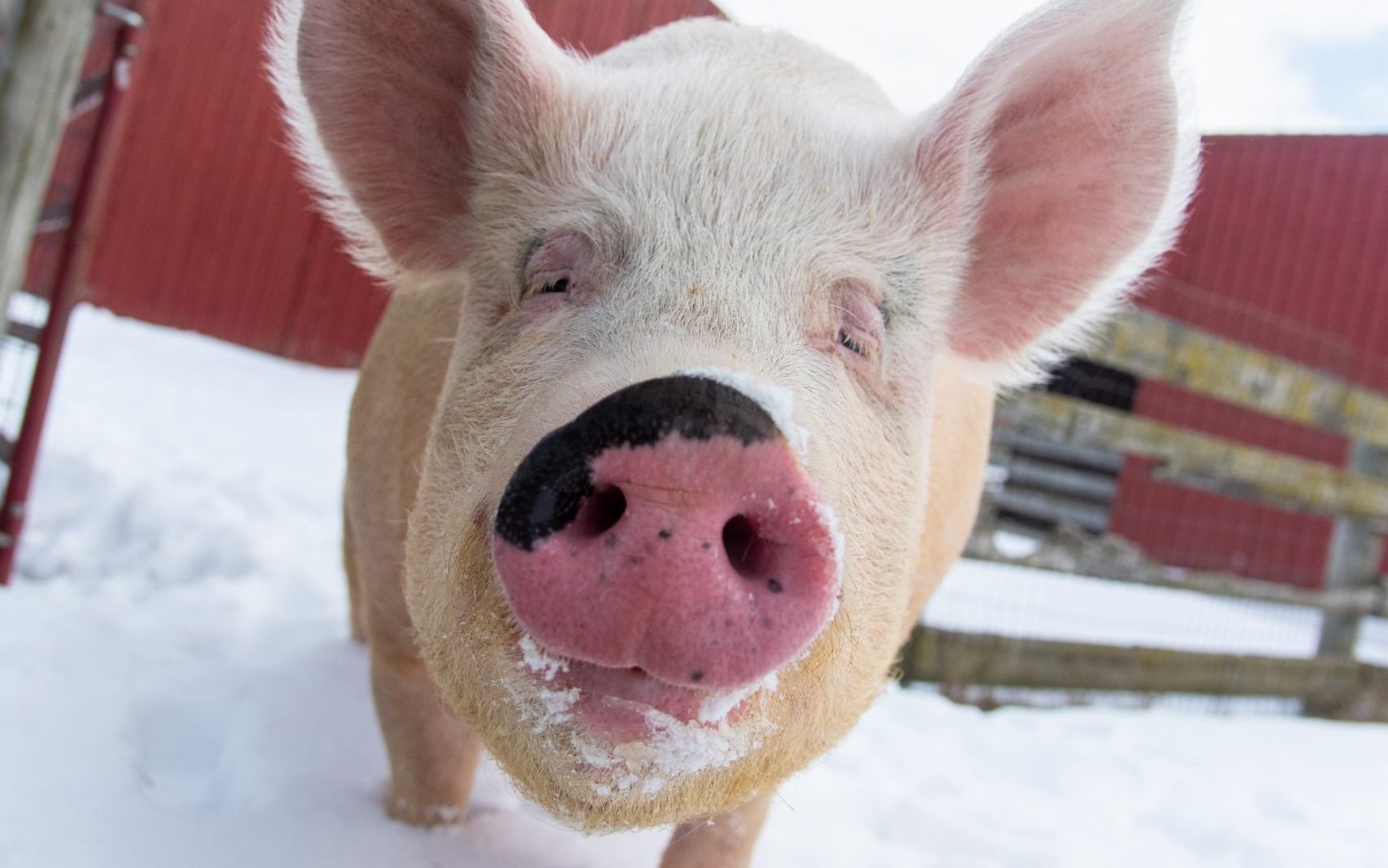 Jenny pig stands in the snow with her pink nose close to the camera