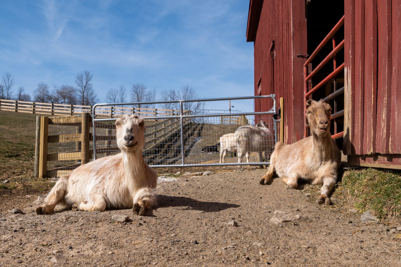 Cynthia and Bruce at Farm Sanctuary's New York shelter