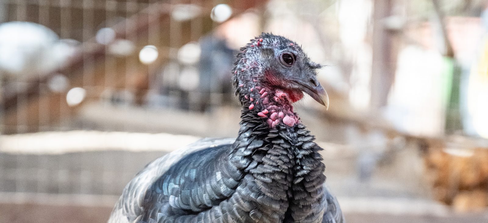 Henrietta turkey at Farm Sanctuary