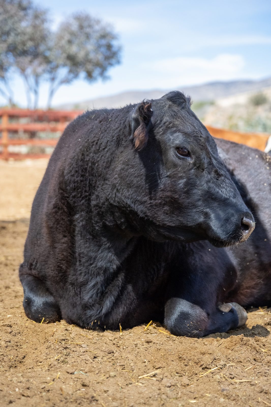 Jackie Cow at Farm Sanctuary's Southern California shelter
