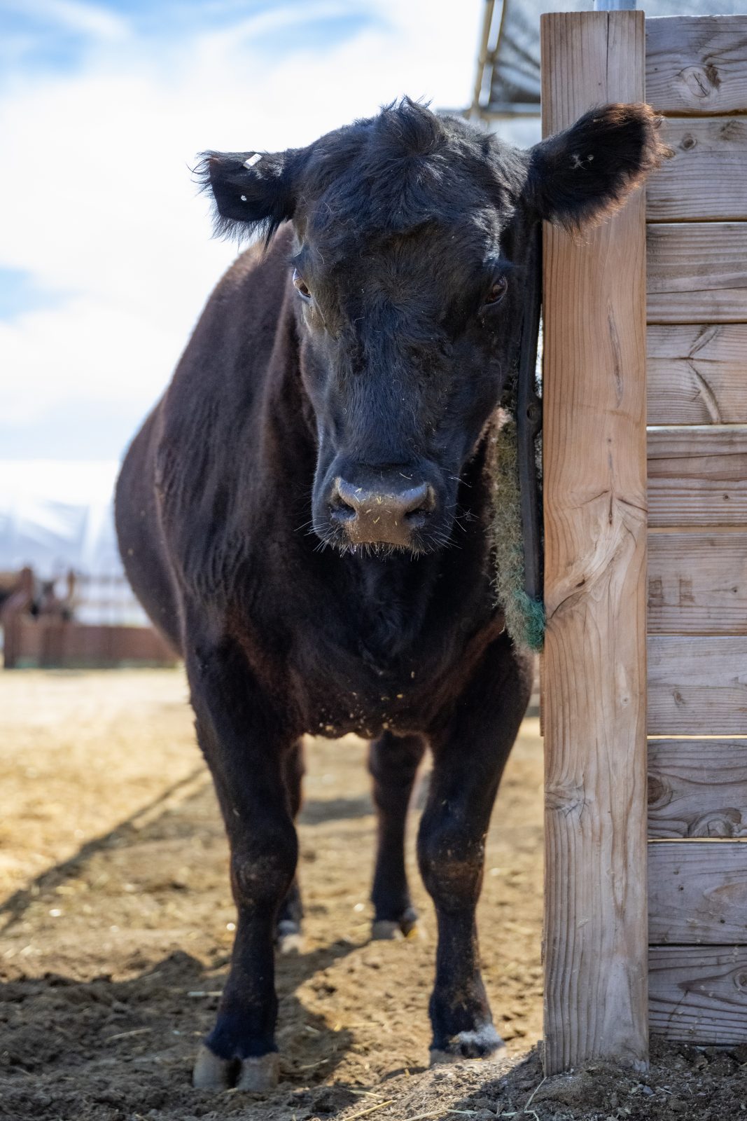 Close-up of Jackie Cow at Farm Sanctuary's Southern California shelter