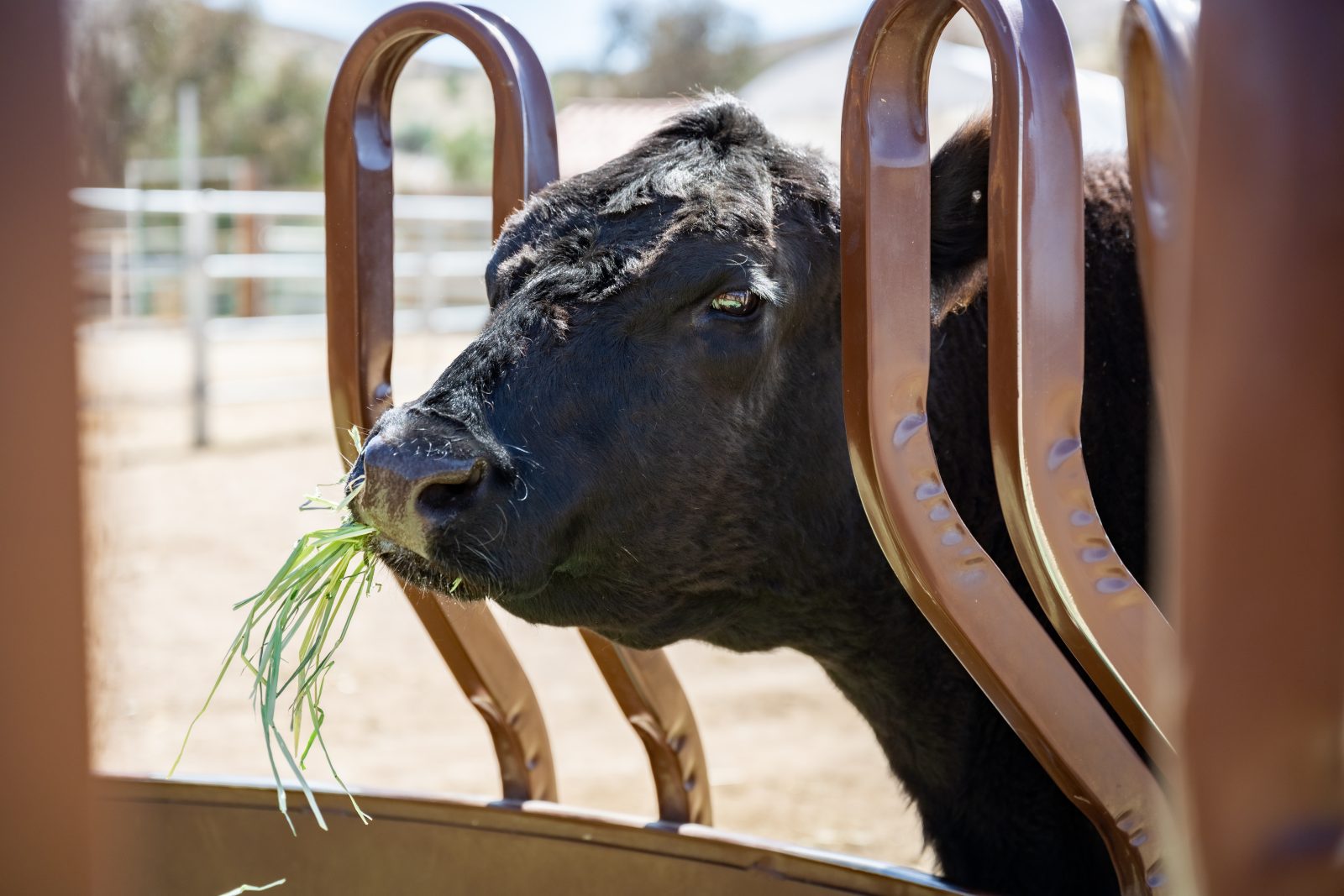 Jackie cow eats a nourishing meal at Farm Sanctuary's Southern California shelter