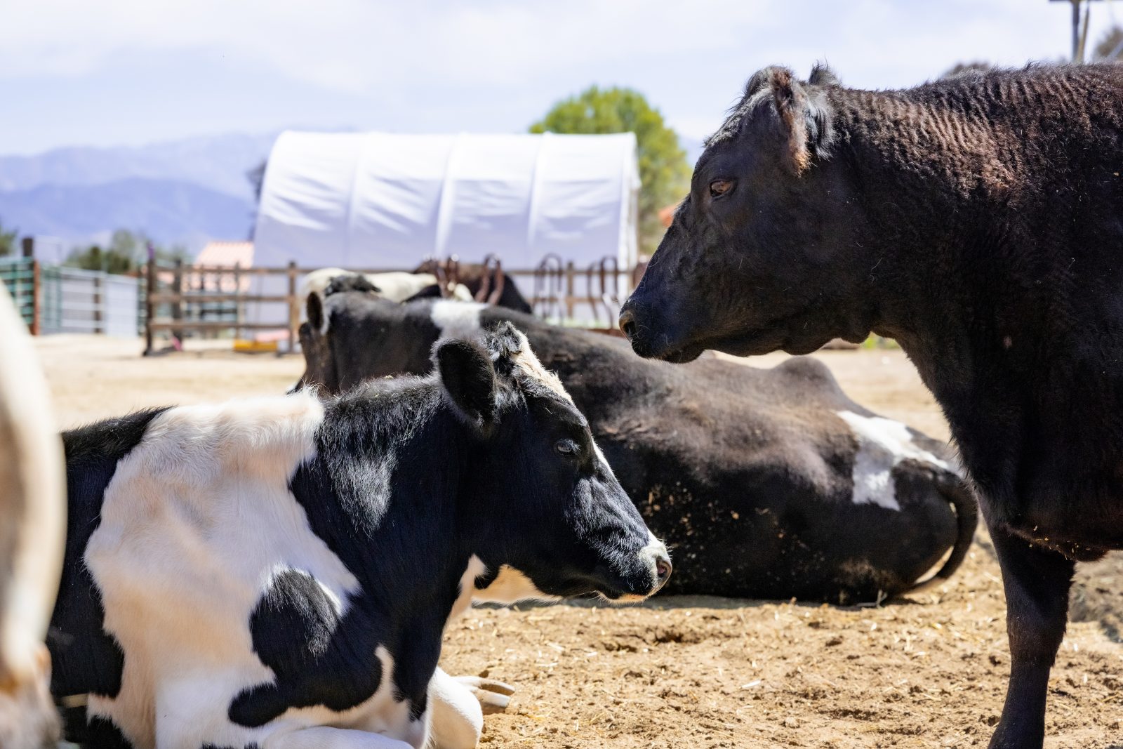 Jackie watches over Dixon at Farm Sanctuary's Southern California shelter