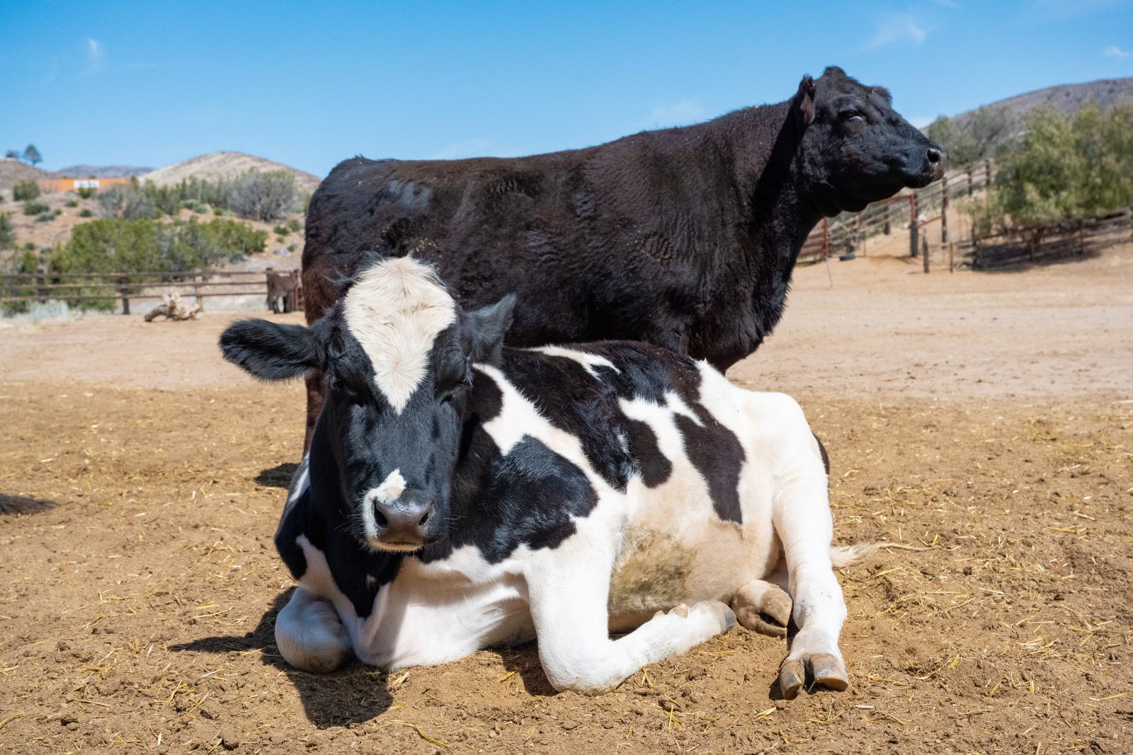 Dixon and Jackie at Farm Sanctuary's Southern California shelter