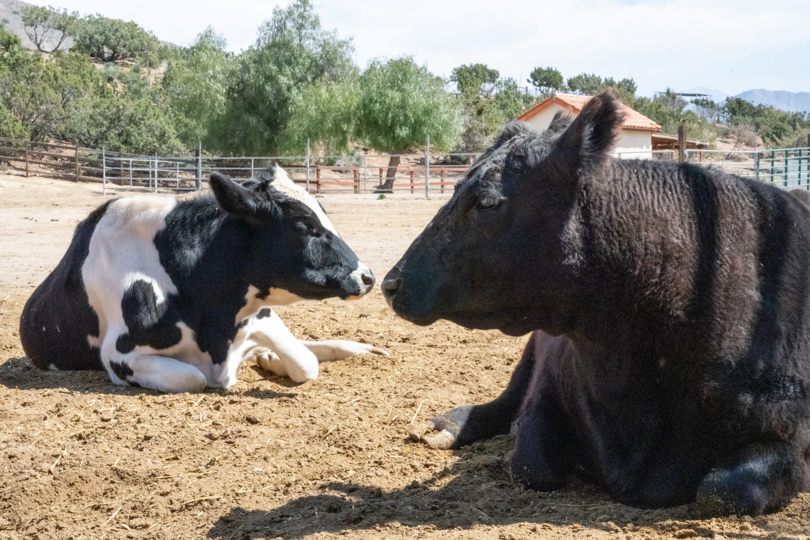 Jackie Cow and Dixon Cow at Farm Sanctuary's Southern California shelter