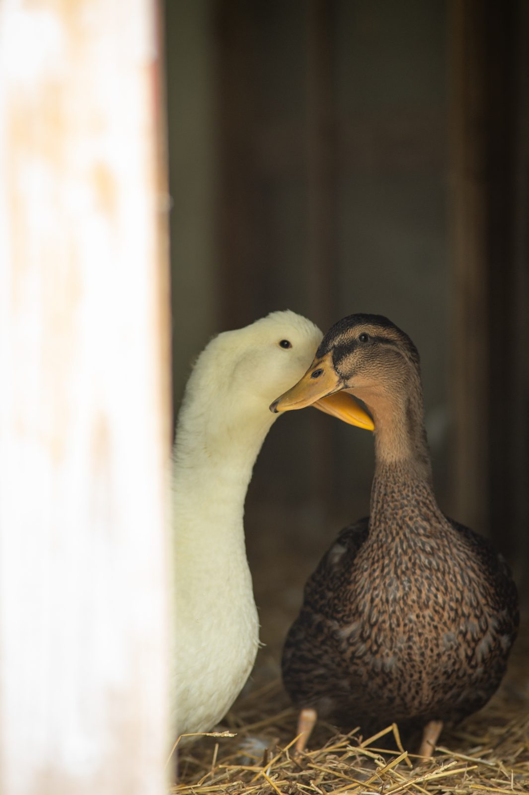 Dobie and Milo ducks touching bills