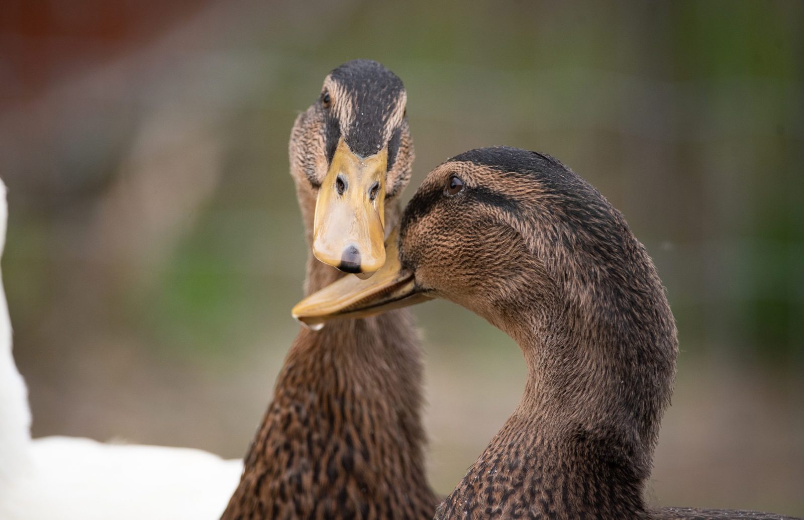 Macka and Milo ducks touching bills