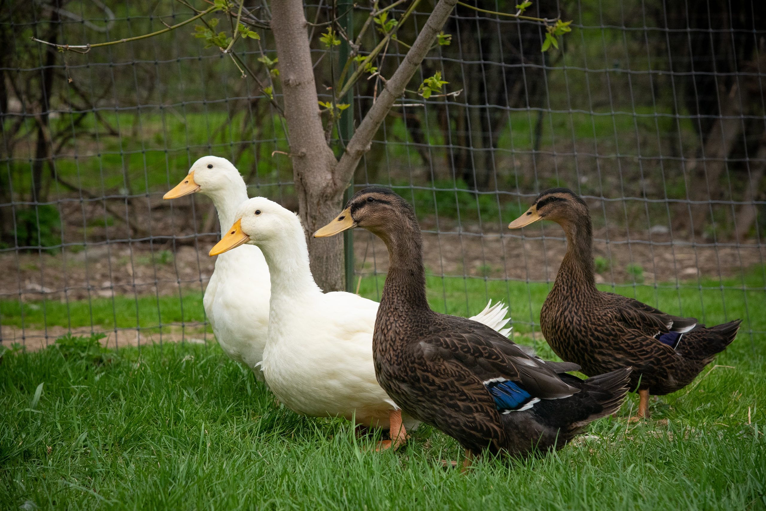 Rad, Dobie, Milo, and Macka ducks explore the grass at Sanctuary