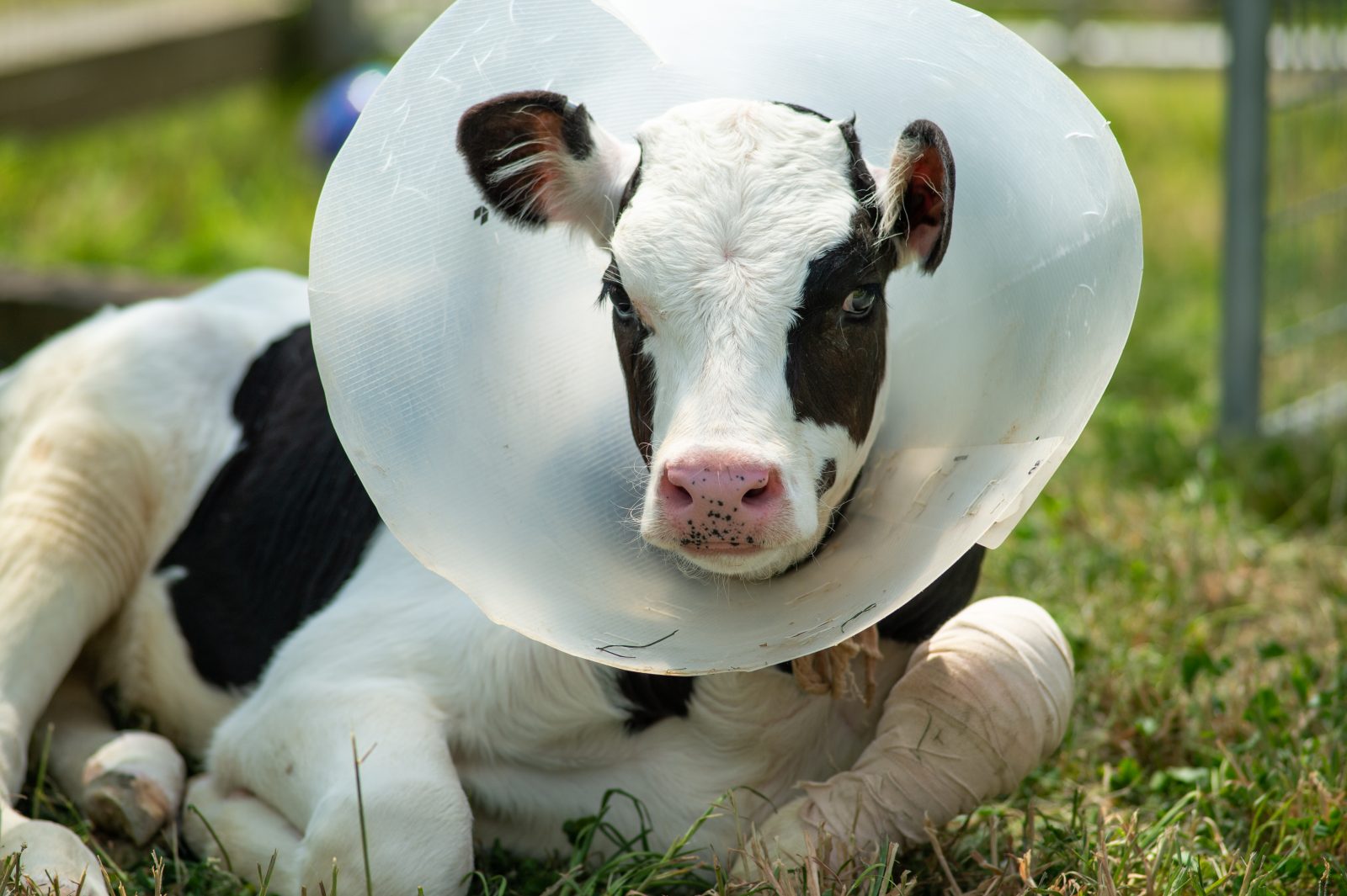 Pietro calf heals at Farm Sanctuary