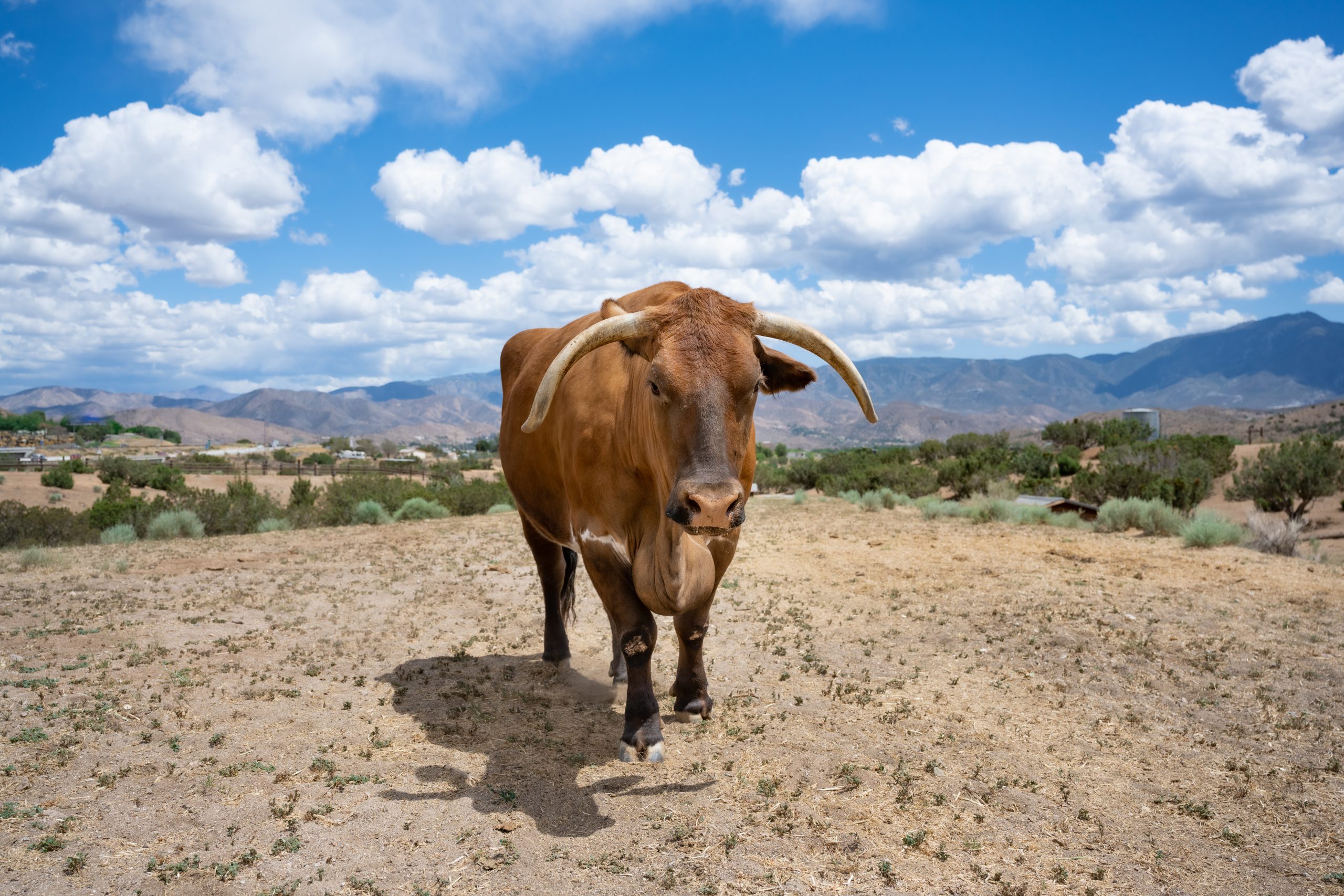 Vertical explainer photo 3 - Cowboy Cow