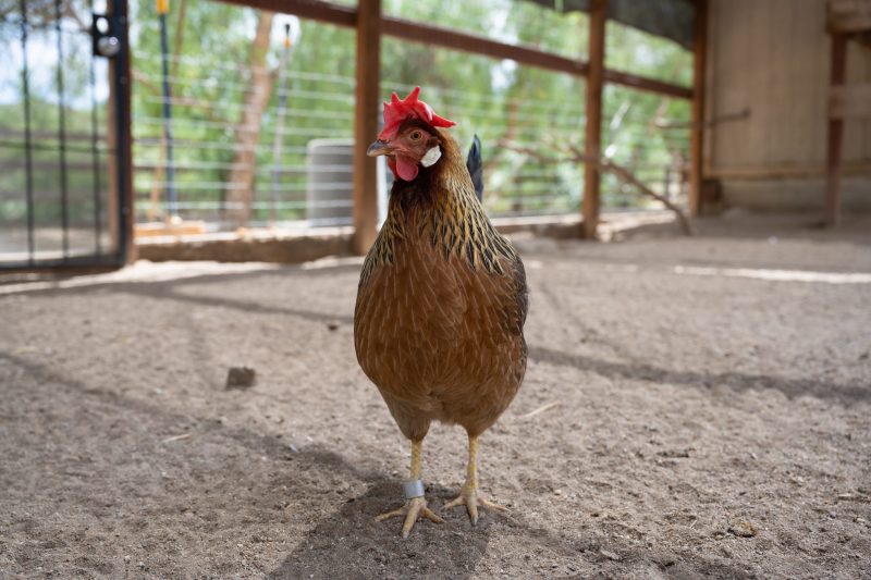 Vertical explainer photo 3 - Helen Marie chicken