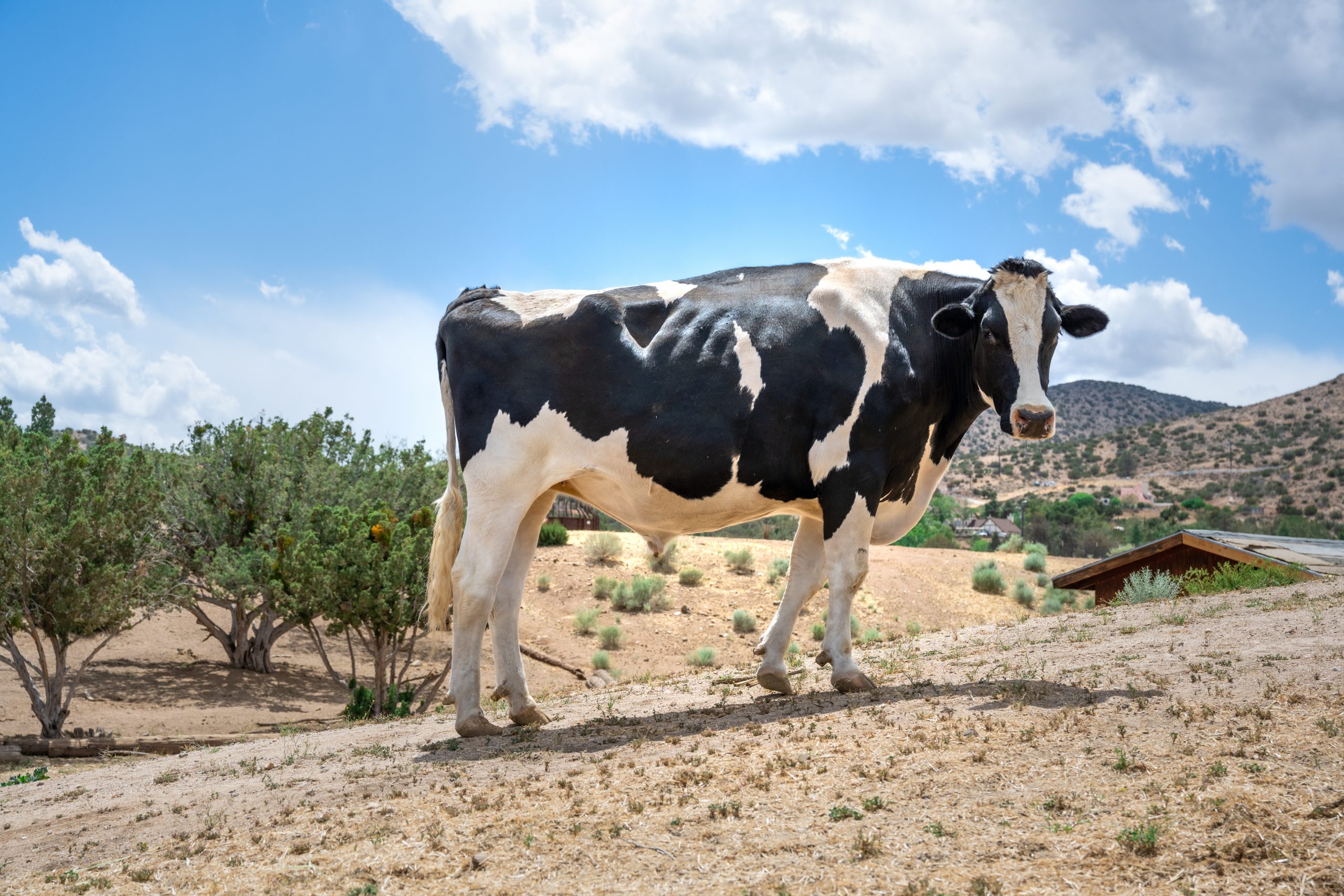 Safran cow stands in a pasture