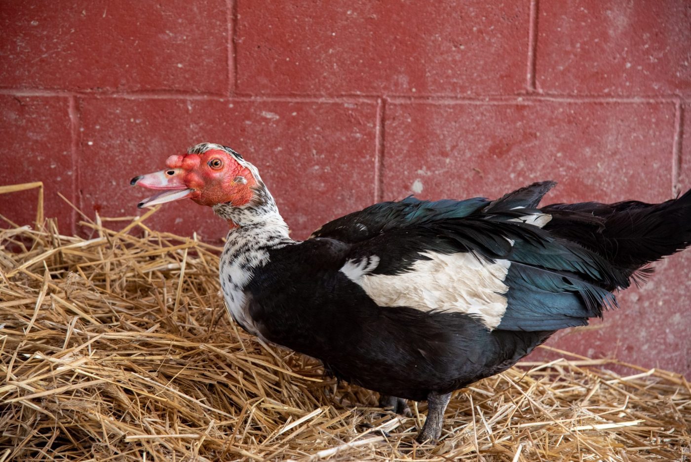 Pip duck in the barn