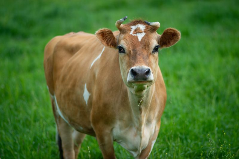 Aggie cow