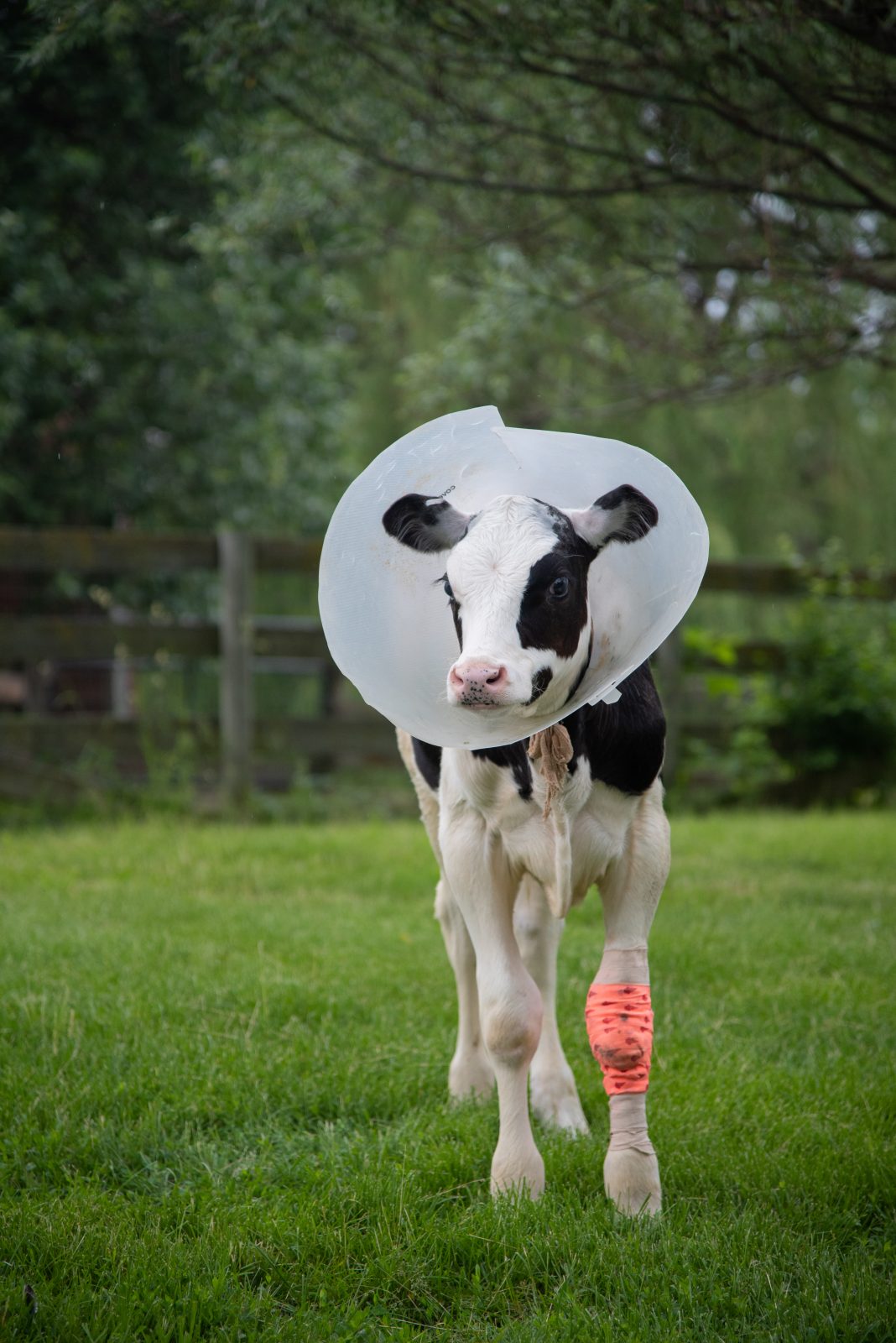 Pietro calf heals at Farm Sanctuary