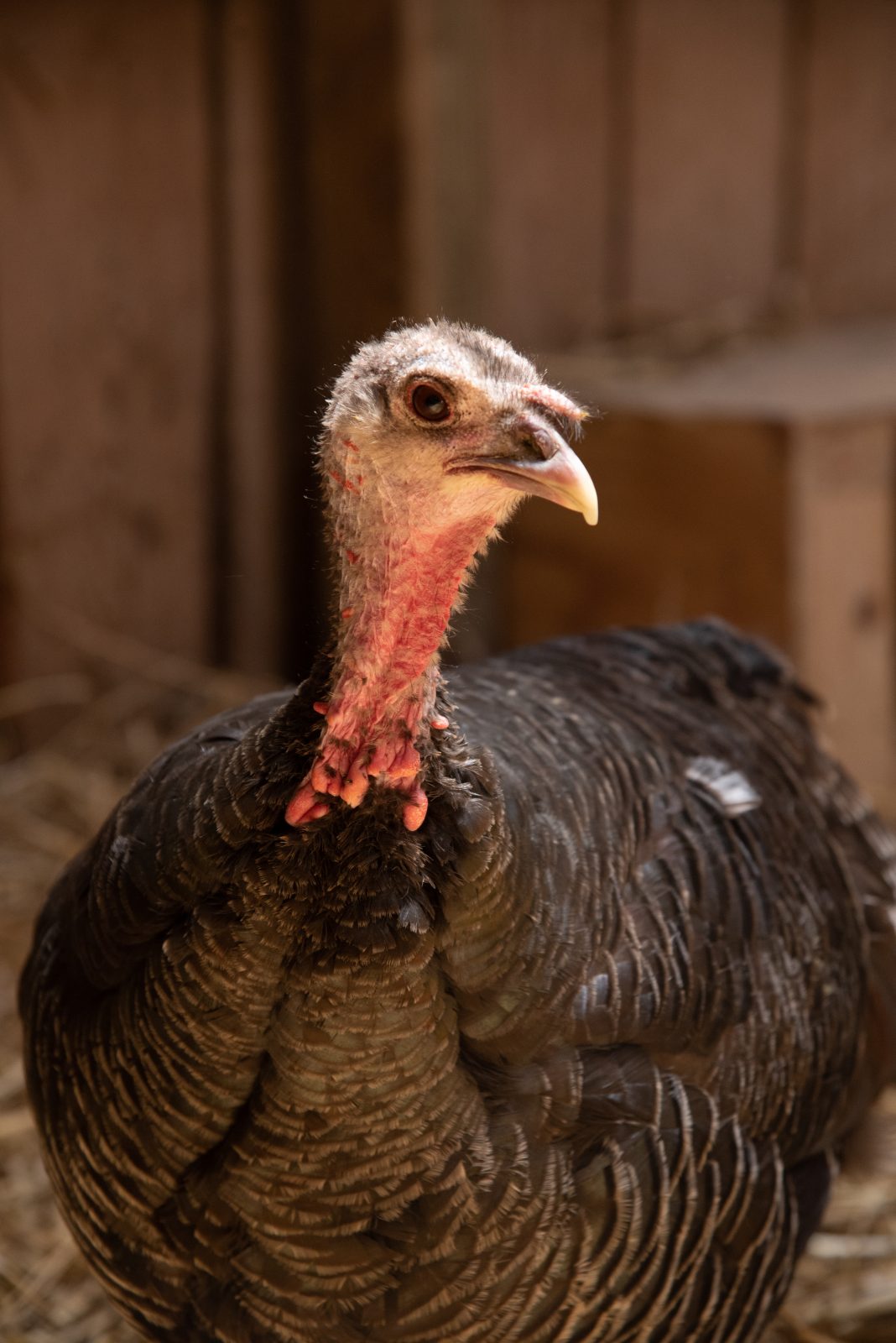 Sheila turkey at Farm Sanctuary