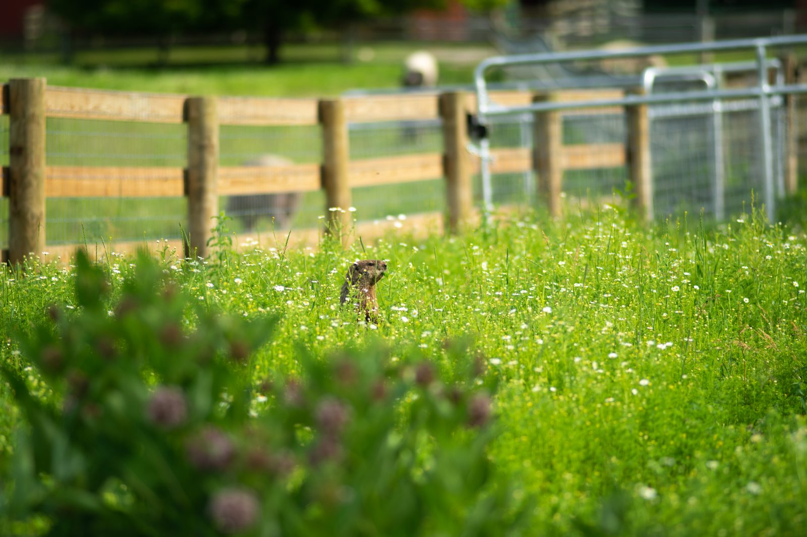 Groundhog at Farm Sanctuary