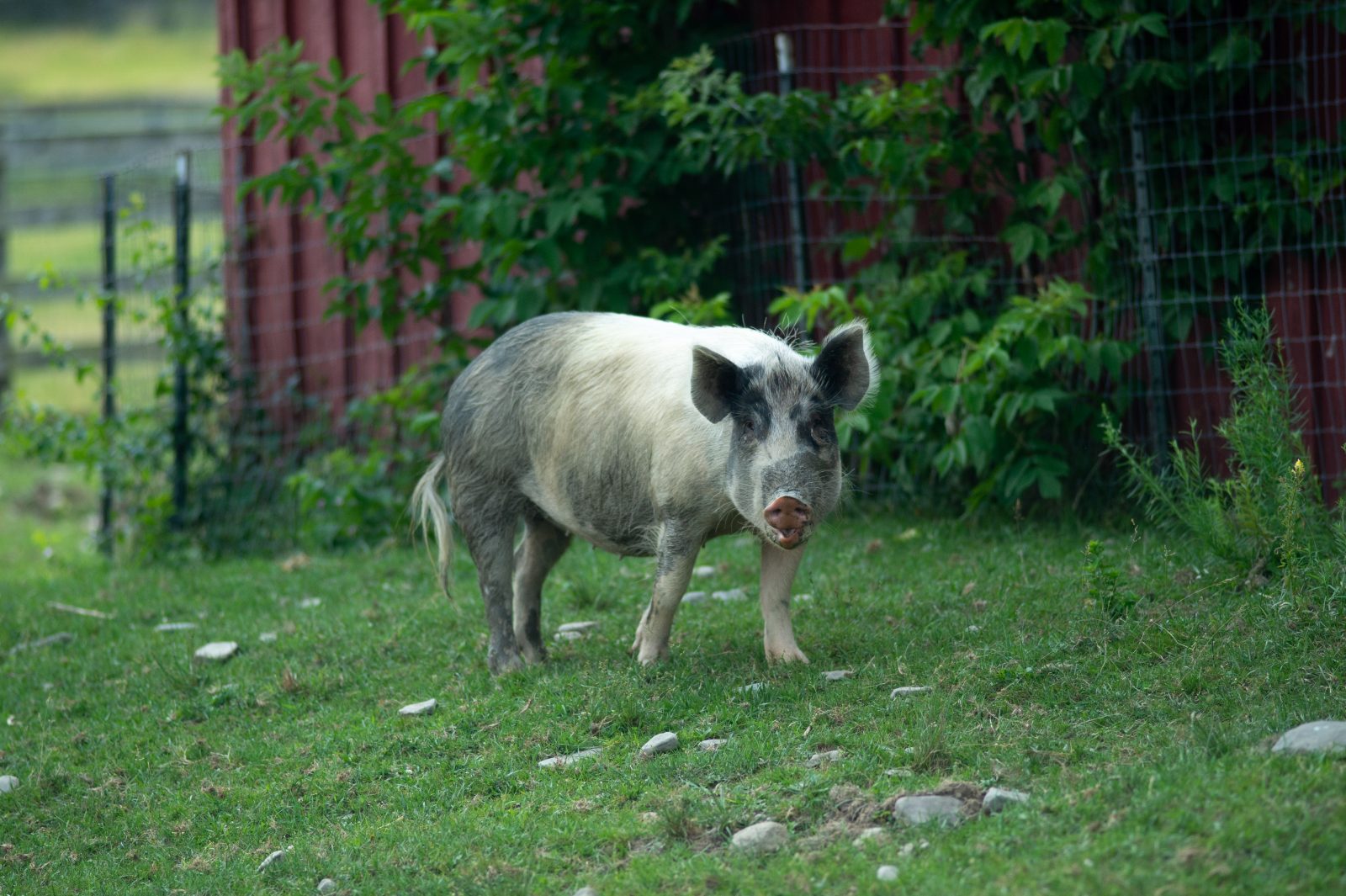Pickles pig at Farm Sanctuary