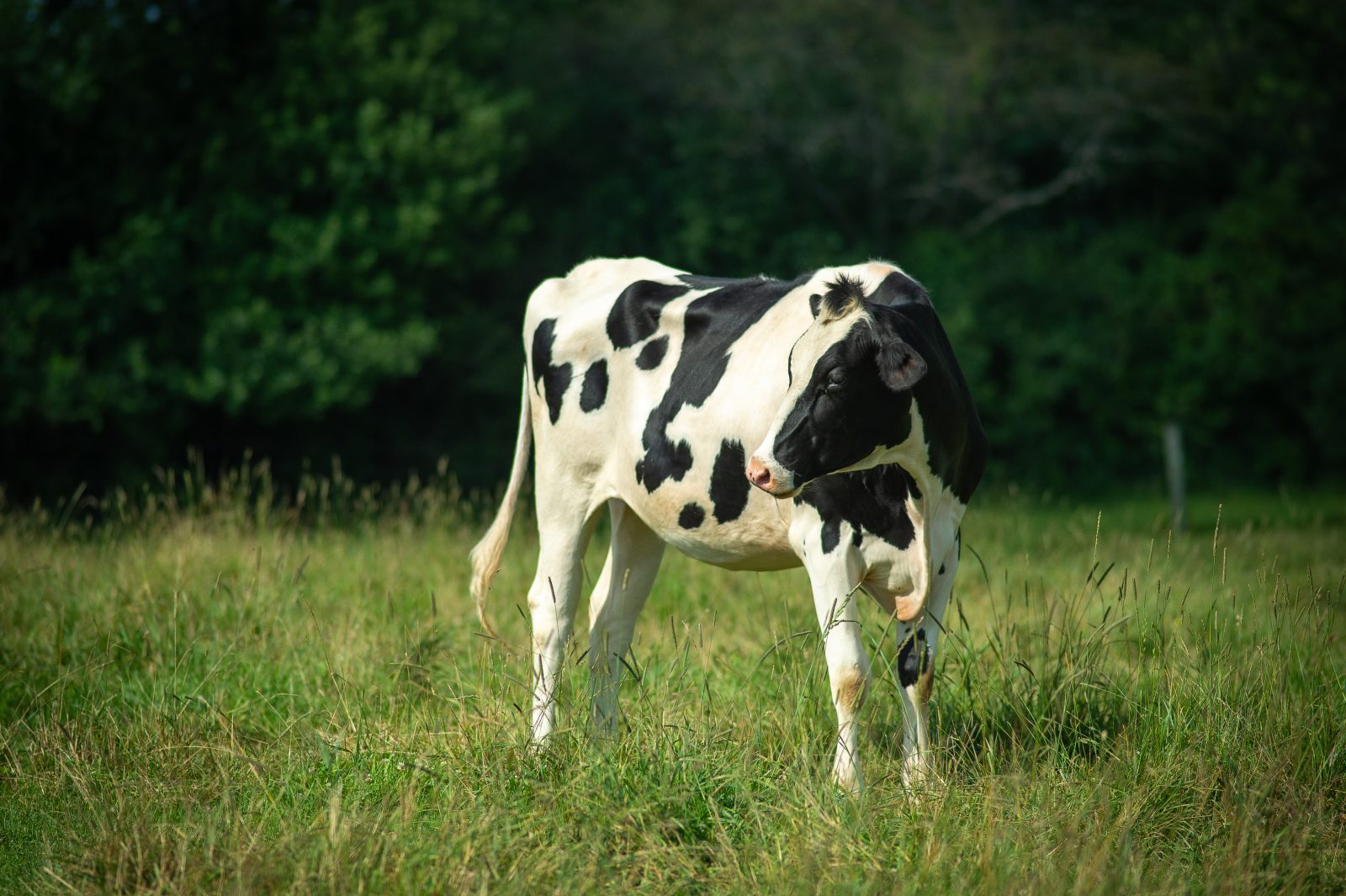 Paula cow at Farm Sanctuary