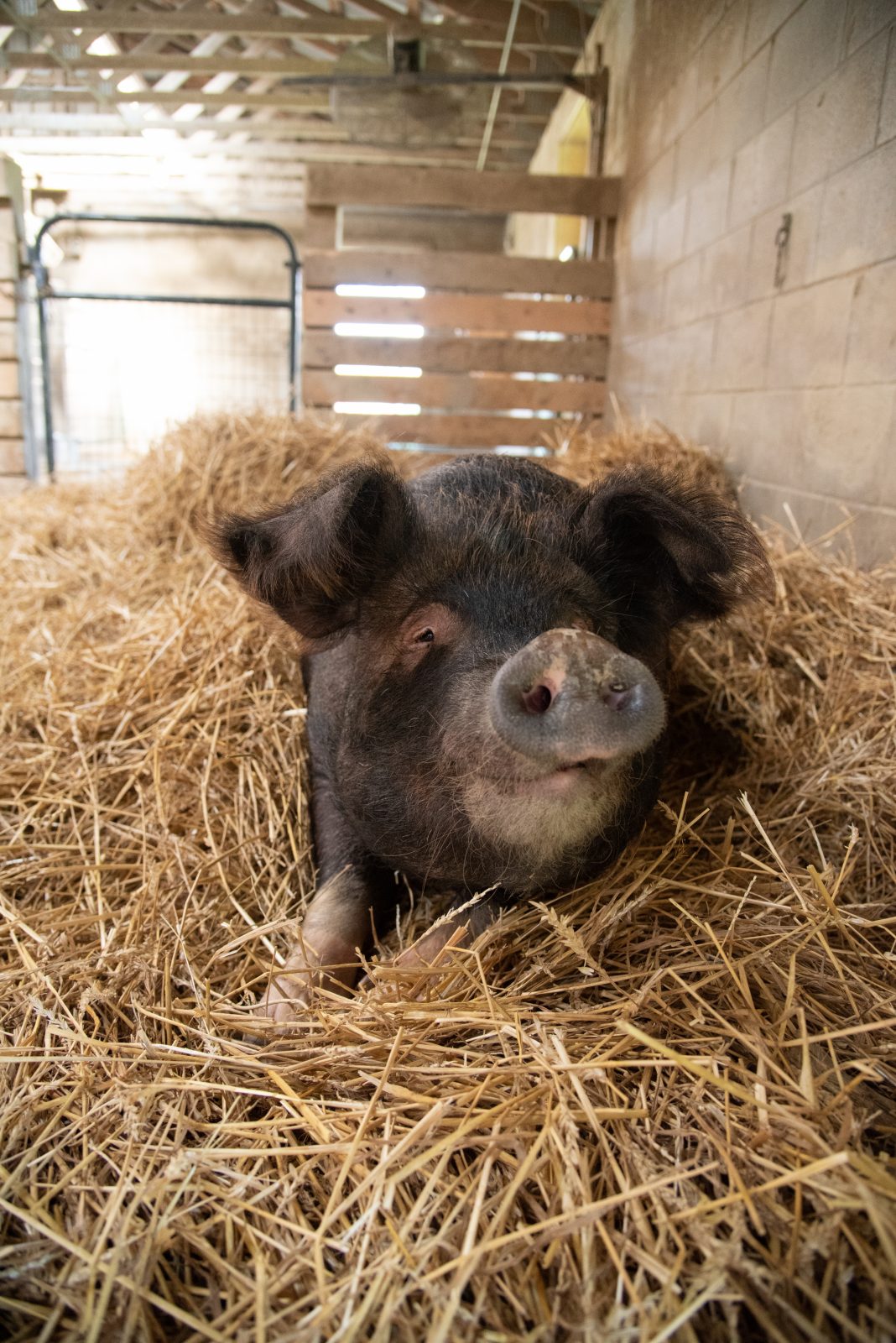 MIssy pig relaxes in the straw at Farm Sanctuary