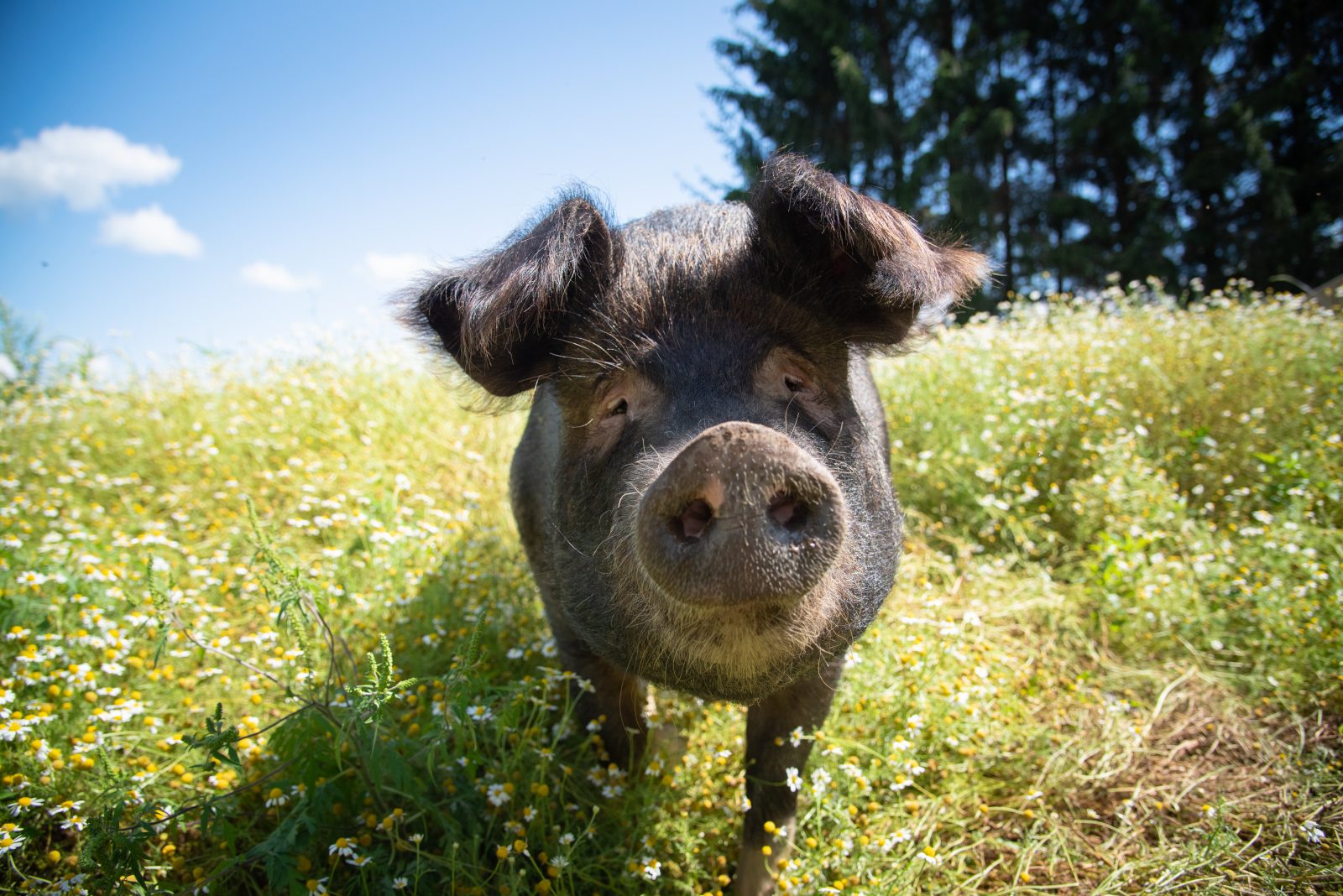 Missy pig at Farm Sanctuary