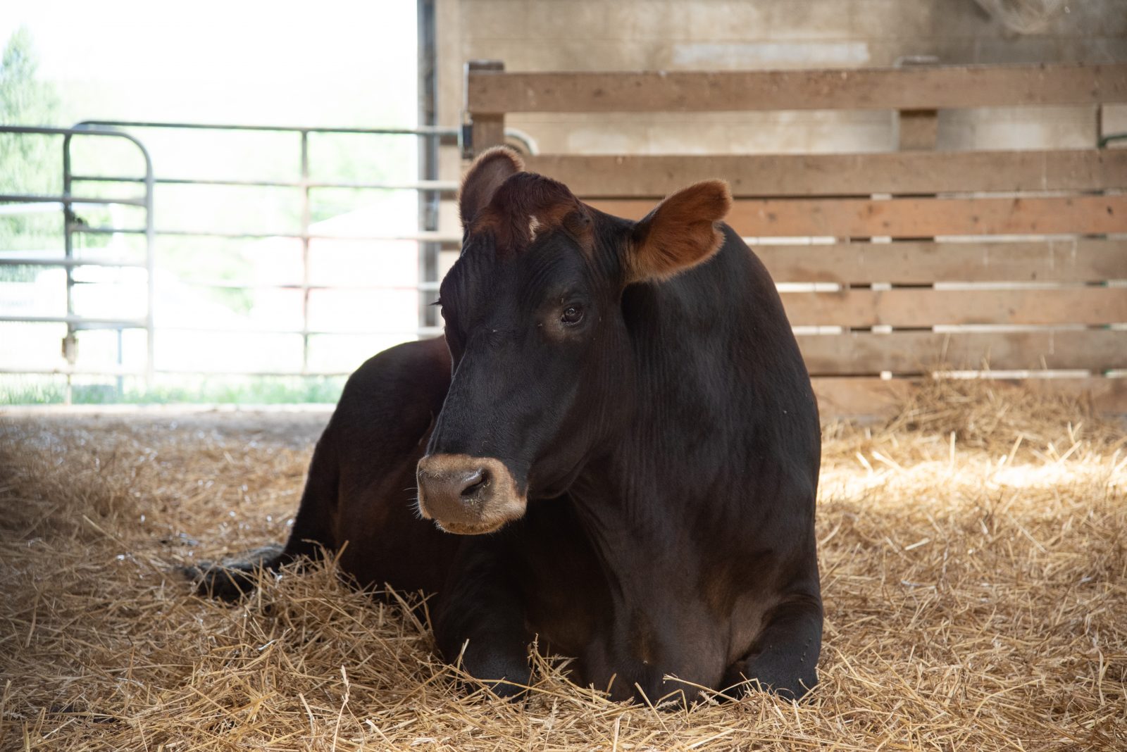 Norman steer relaxes in a barn at Farm Sanctuary
