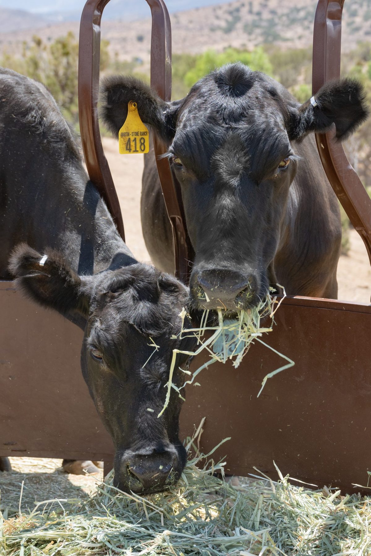 June B. Free and Susan Cows eating hay at Farm Sanctuary
