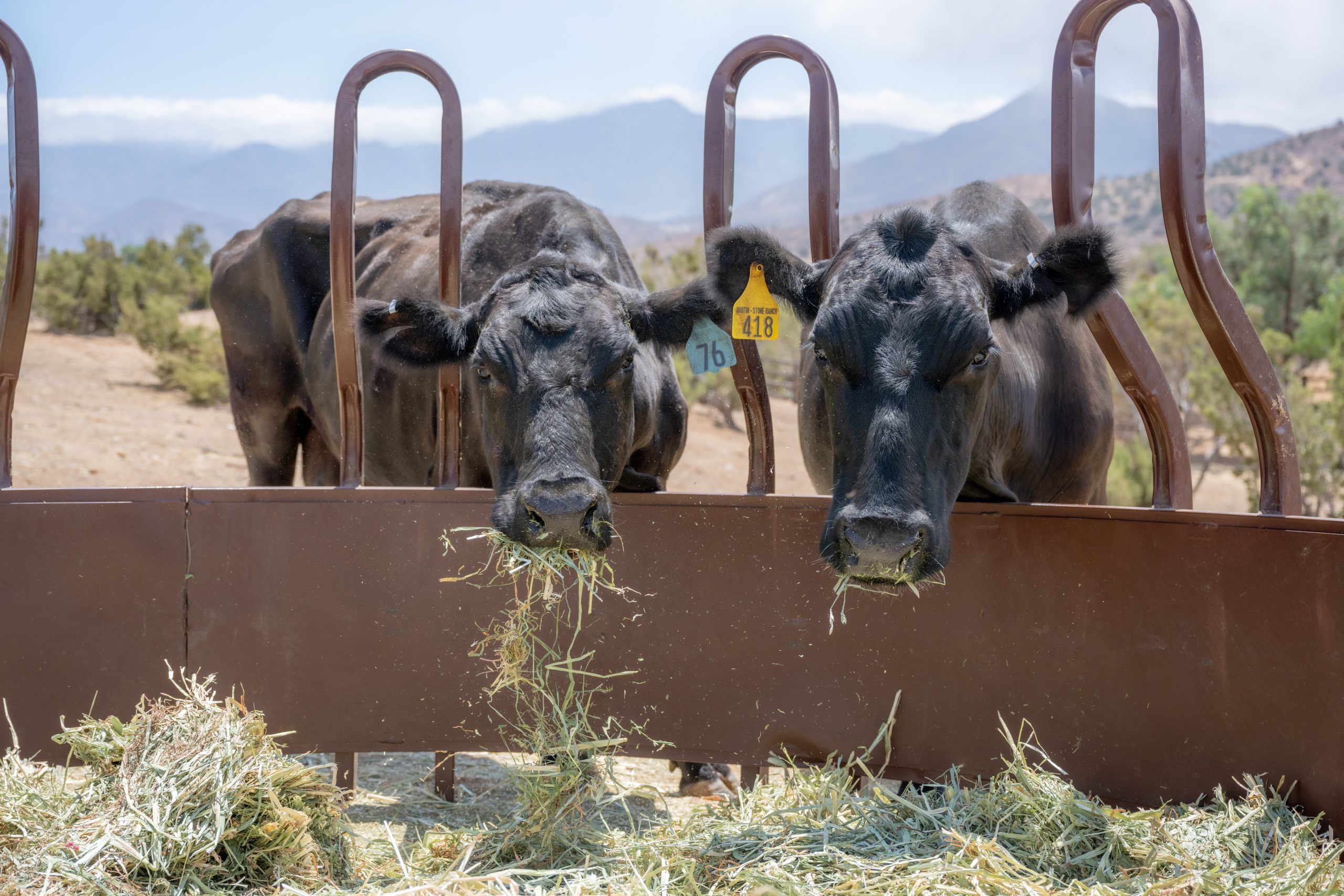 June B. Free and Susan cows eating hay at Sanctuary