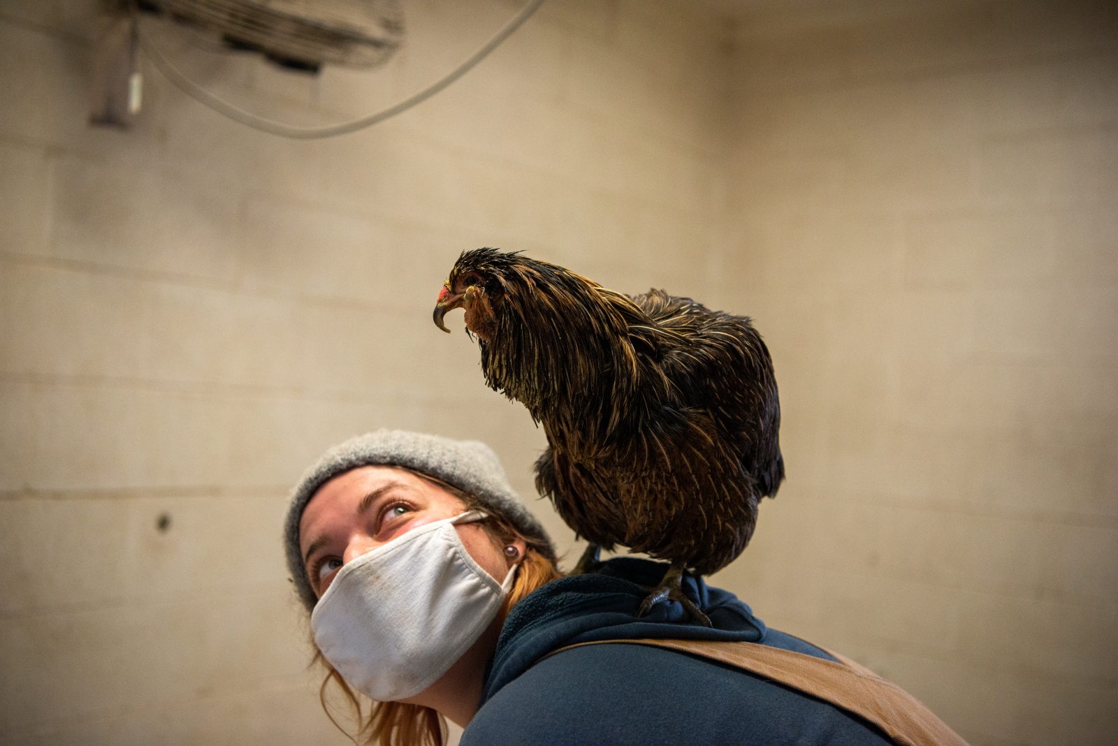 Vector hen perches on the back of a masked Sanctuary caregiver