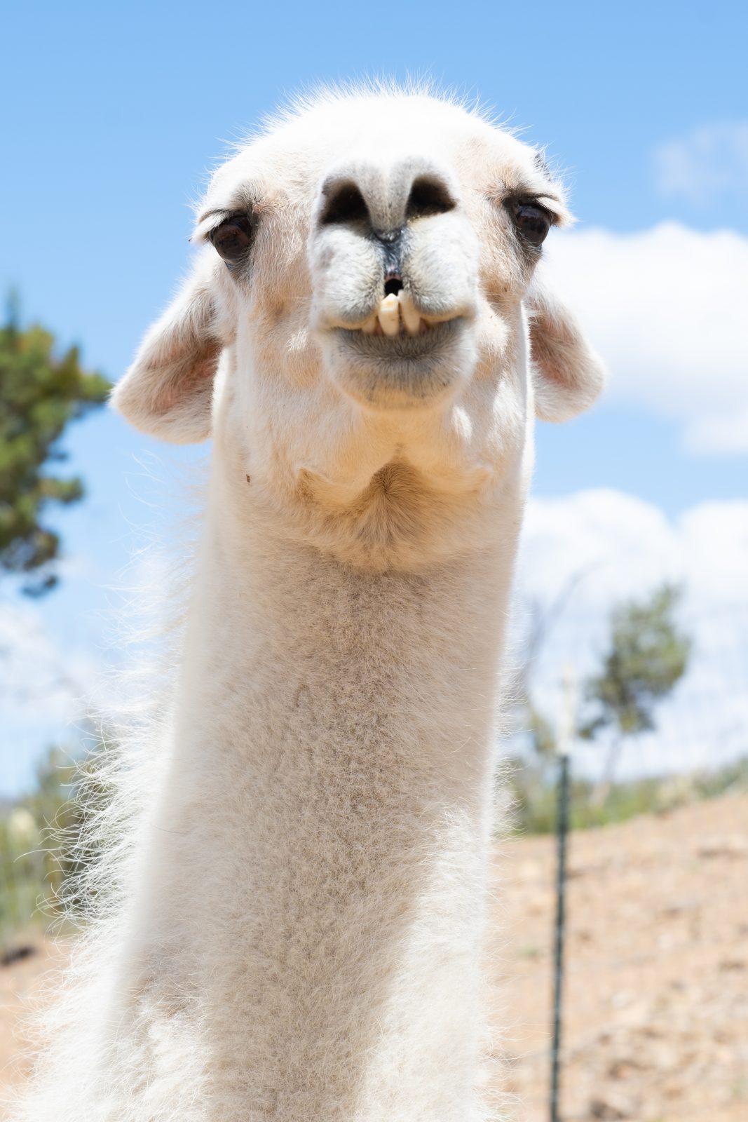 Yoda Llama at Farm Sanctuary