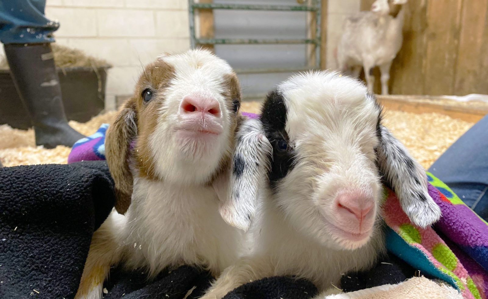 Baby goats at Farm Sanctuary