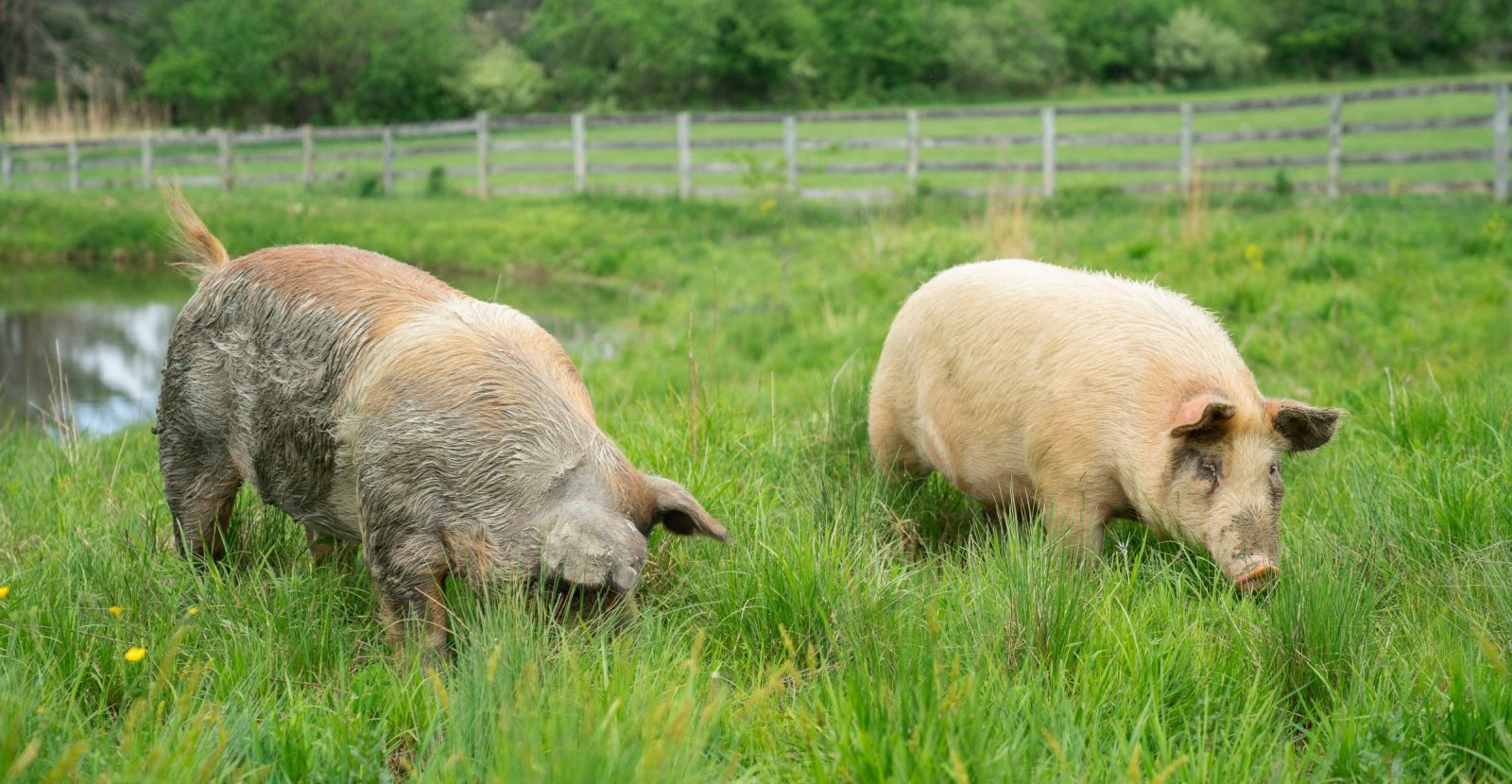 Allan and Jack pigs walk through the grass at Farm Sanctuary