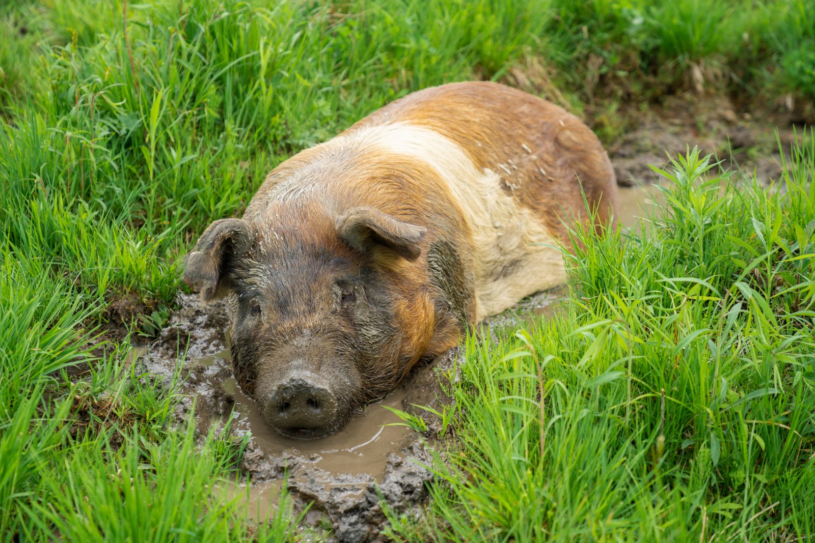 Allan pig rests in a mud puddle at Farm Sanctuary