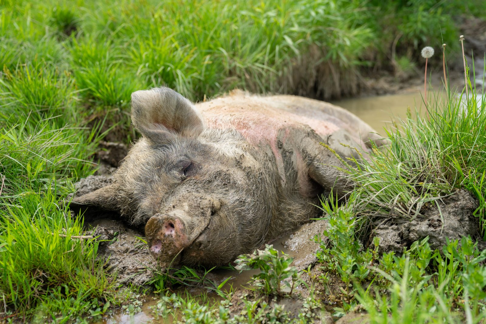 Betty pig soaks in the mud at Farm Sanctuary