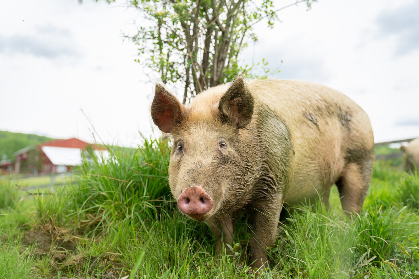 Jack pig walks through the grass at Farm Sanctuary