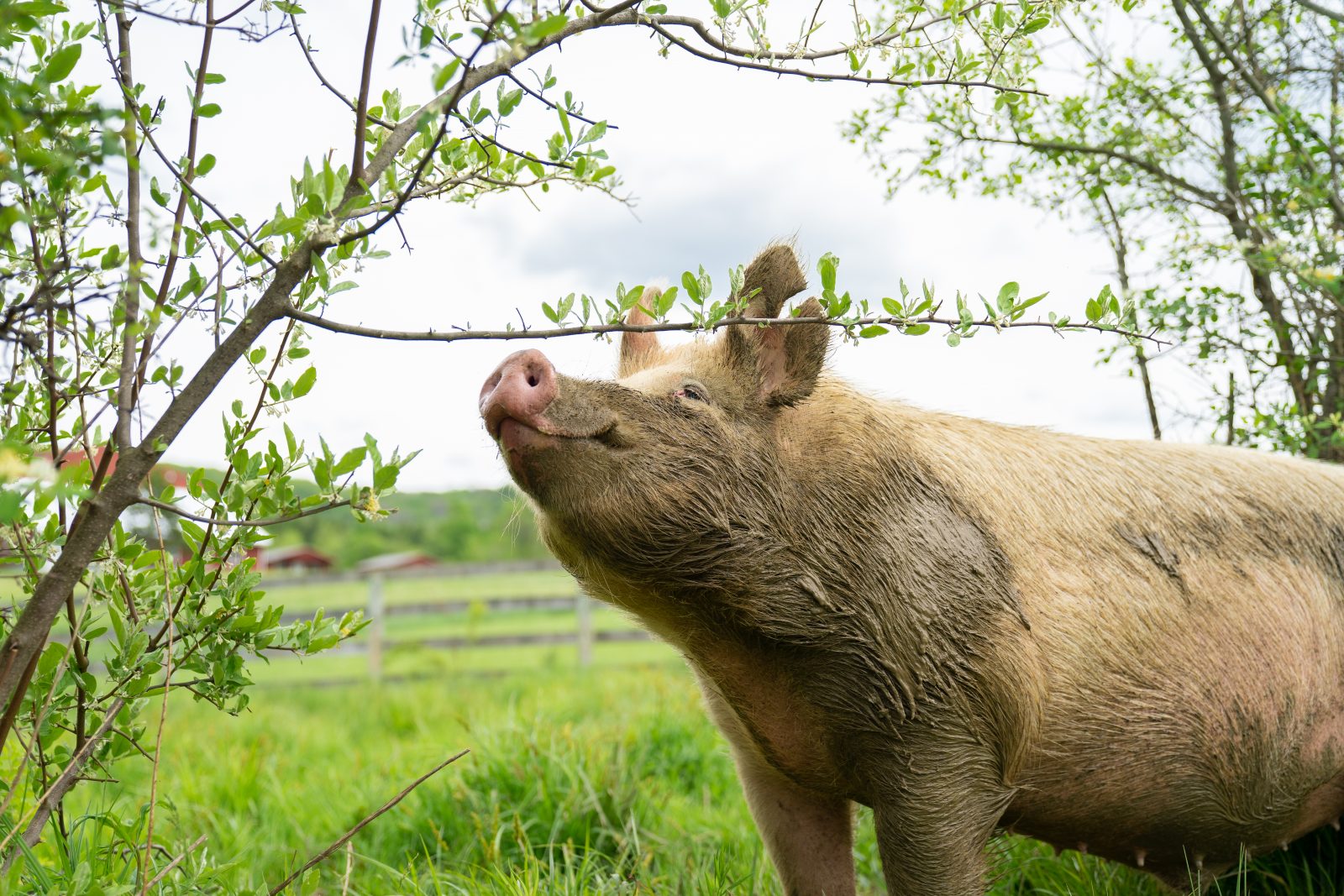 Jack pig inspects a tree branch at Farm Sanctuary