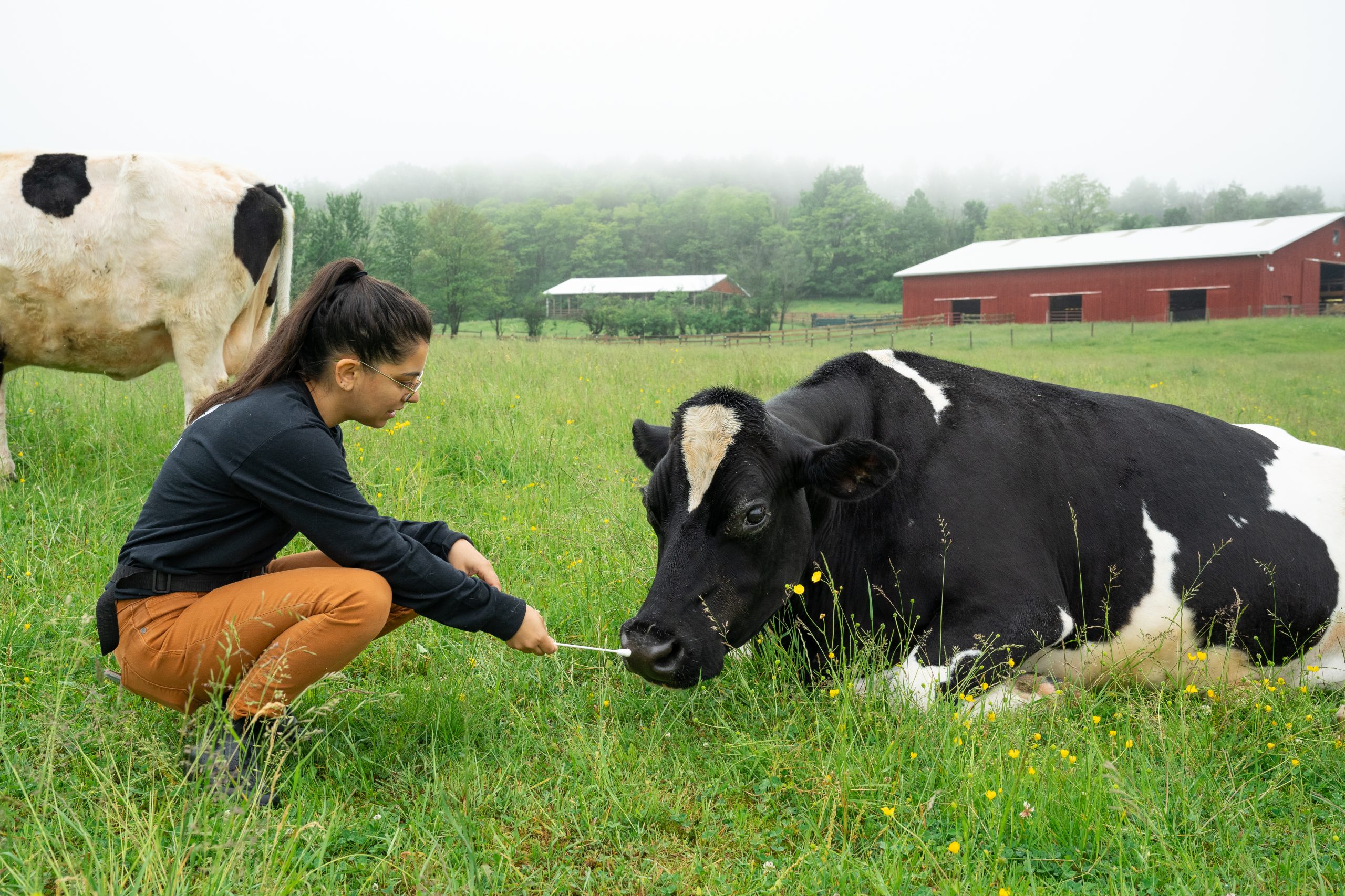 A Farm Sanctuary Research team member takes a saliva sample from Diane cow