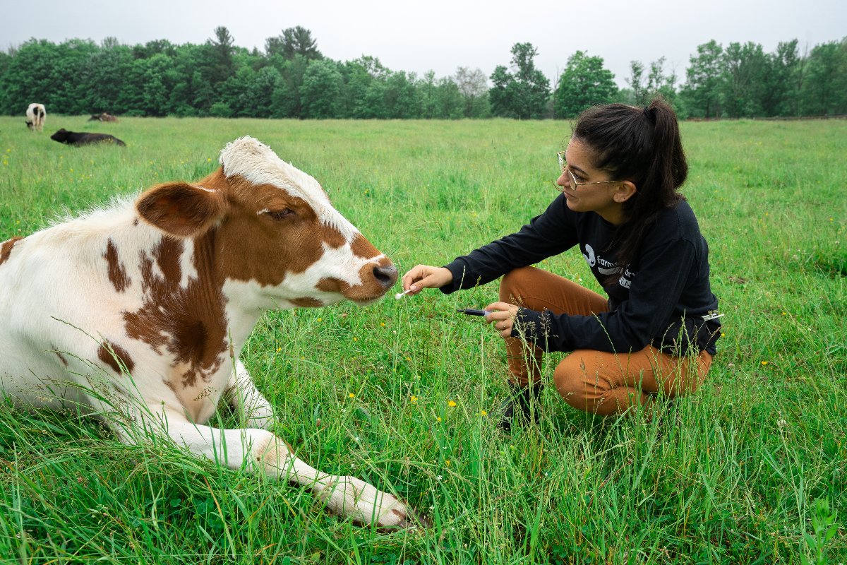Farm Sanctuary researcher with cotton swap next to calf in a large grass field