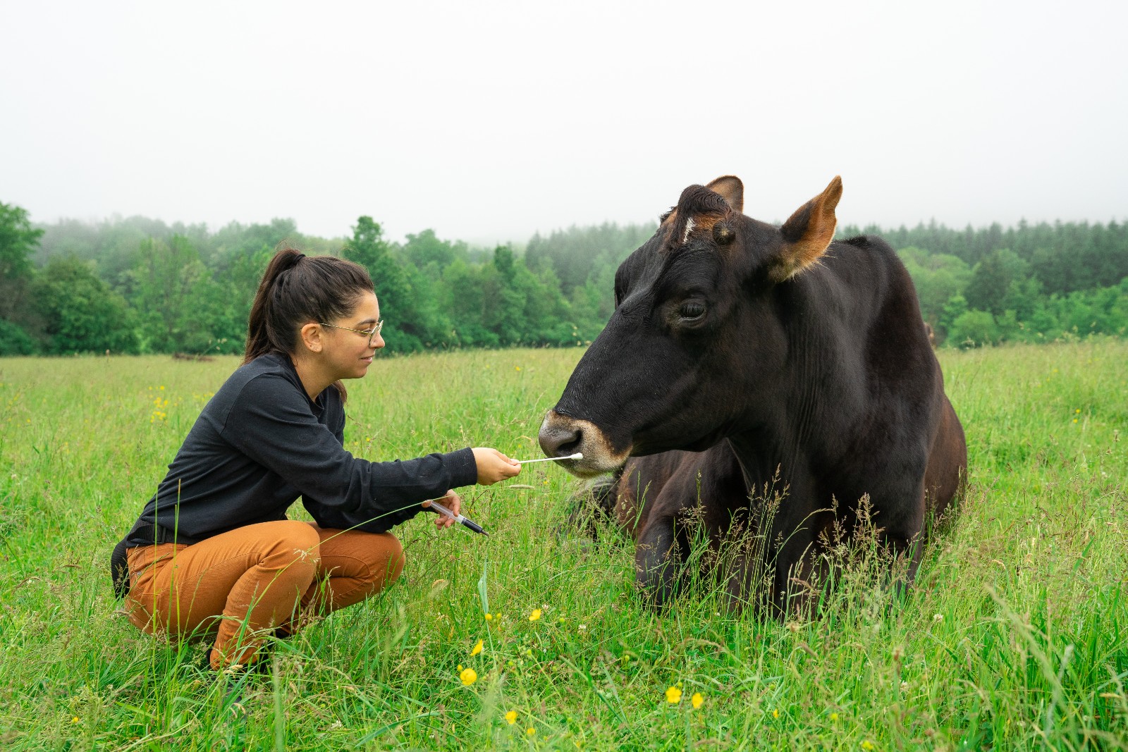 Farm Sanctuary researcher with cotton swap next to large brown cow in a large grass field