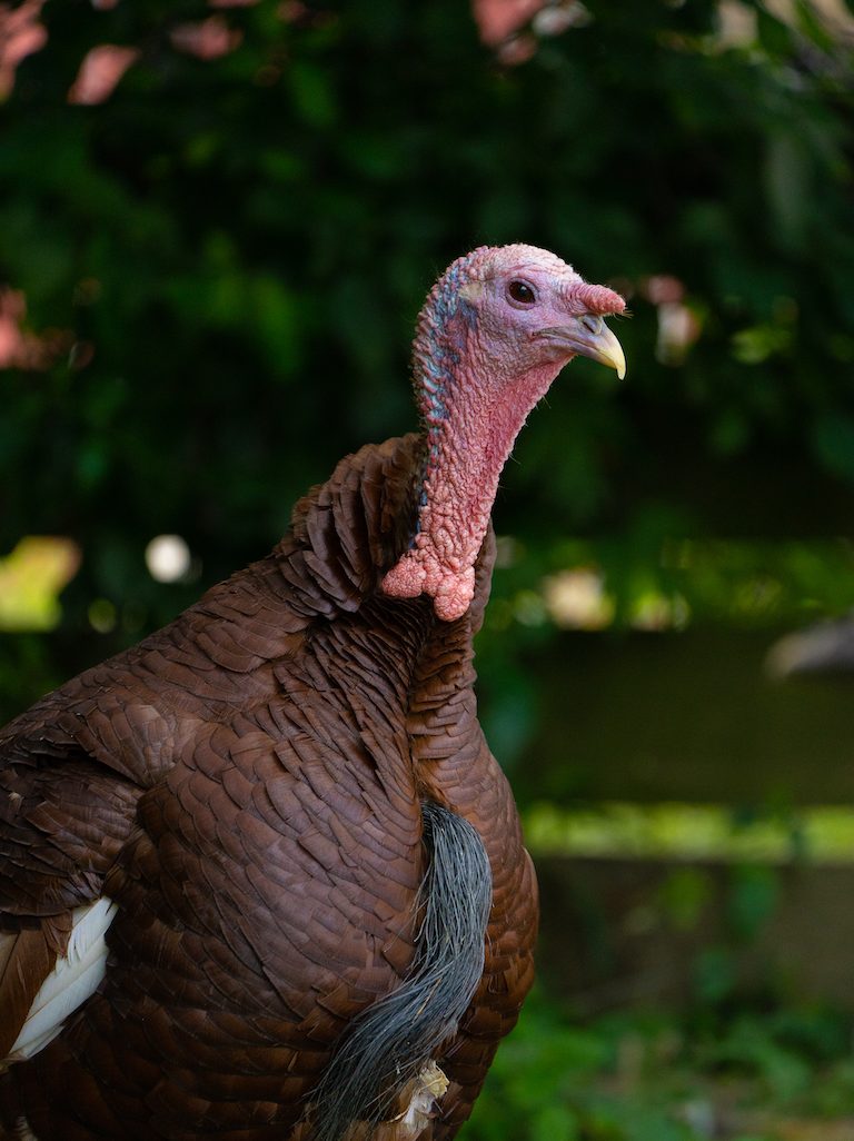 Roberto turkey (2)