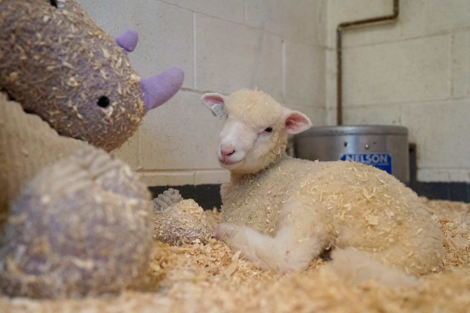 Pippa lamb at Farm Sanctuary
