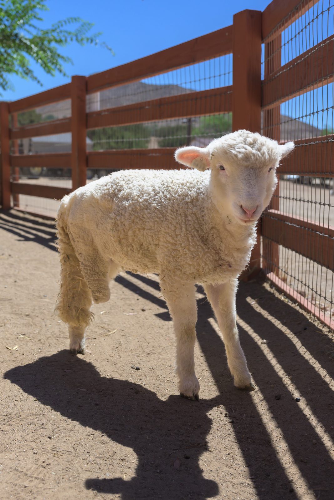 Pippa lamb at Farm Sanctuary