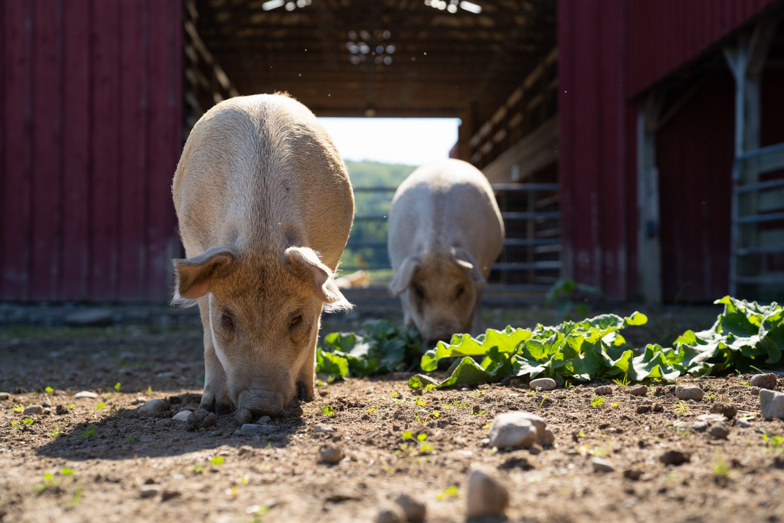 Robbie and Lizzie pigs at Farm Sanctuary