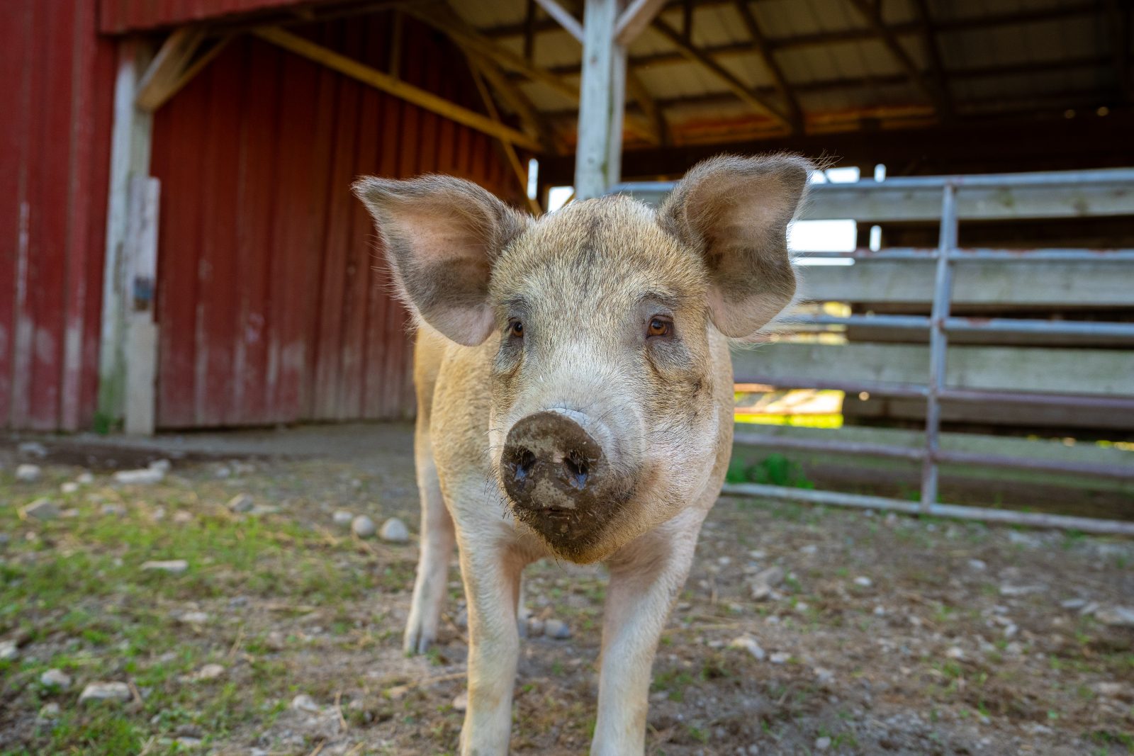 Robbie pig at Farm SAnctuary