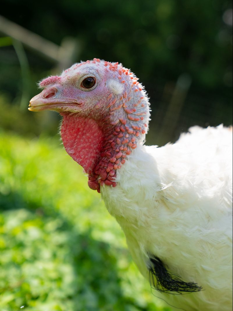 Elsa turkey