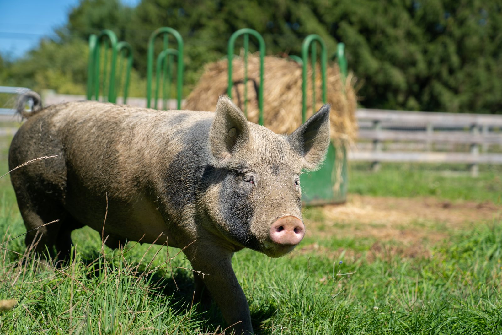 Rick pig at Farm Sanctuary