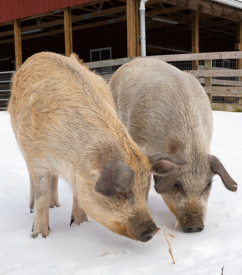 Robbie and Lizzie pigs