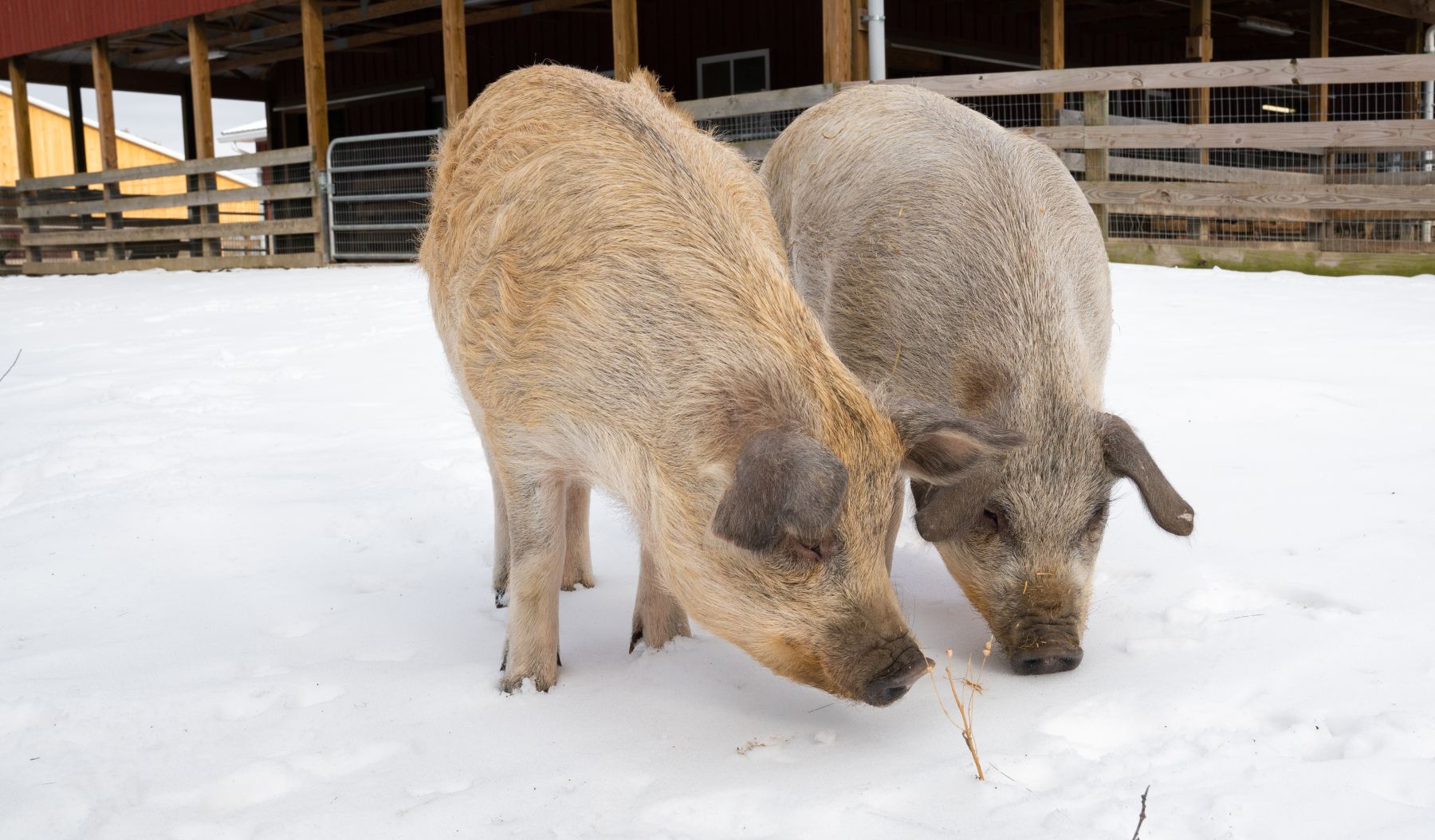 Robbie and Lizzie in the snow at Farm Sanctuary