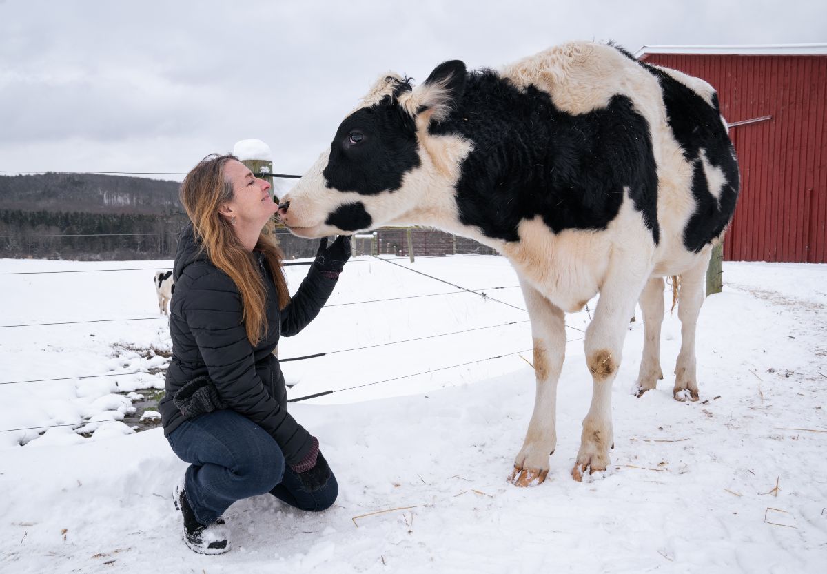 CEO Ellen O'Connell with cow at Farm Sanctuary
