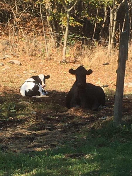 Ivory and Ebony hanging out together